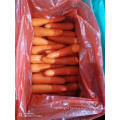 Fresh Carrot New Crop 2019 From Shandong